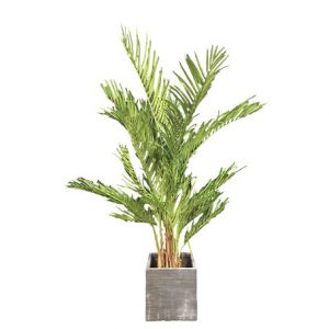 Zijdeplant kentia palm