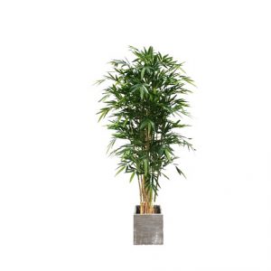 Zijdeplant bamboe