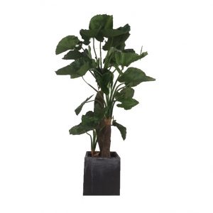 Zijdeplant olifantsoor